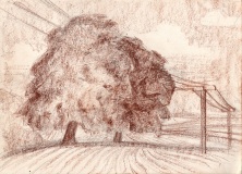 Tree-and-telegraph-poles-conte-crayon-1