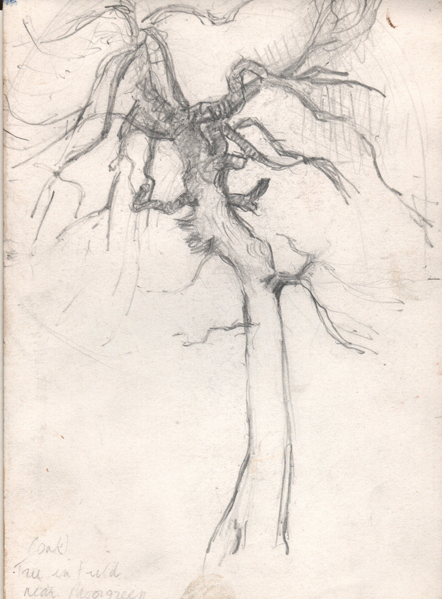 W_oak_moorgreen