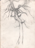 W_oak_moorgreen