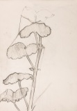 SKW-17