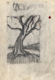 Hawthorn-tree-x-2-b
