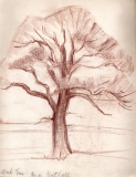 Oak-Tree-Near-Nuthall-1