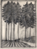 19_Fir-Trees-with-Ploughed-Field