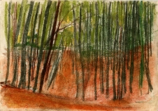Beech-sapling-wood-pastel-1